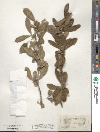 Sideroxylon lanuginosum image