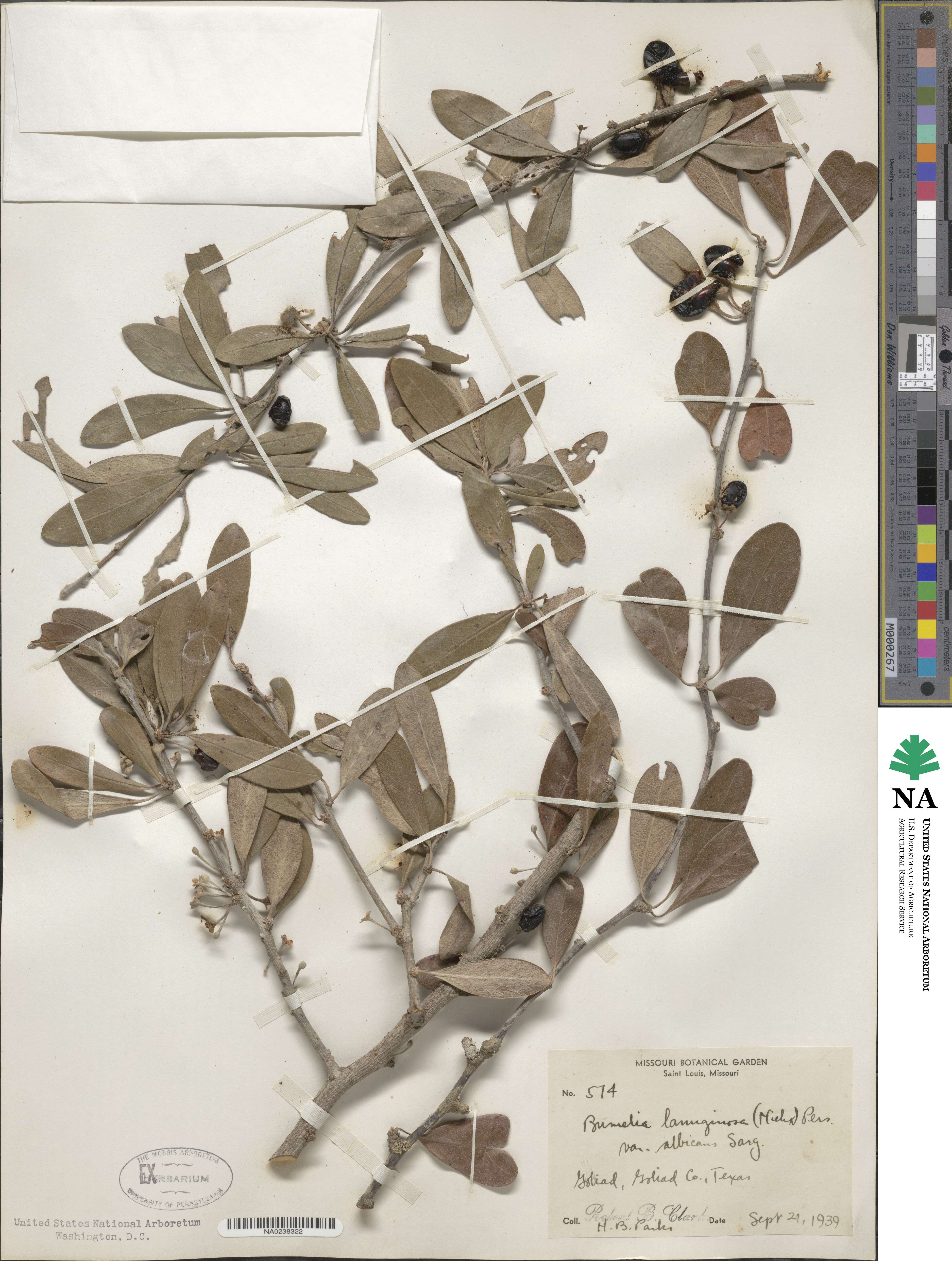 Sideroxylon lanuginosum subsp. lanuginosum image