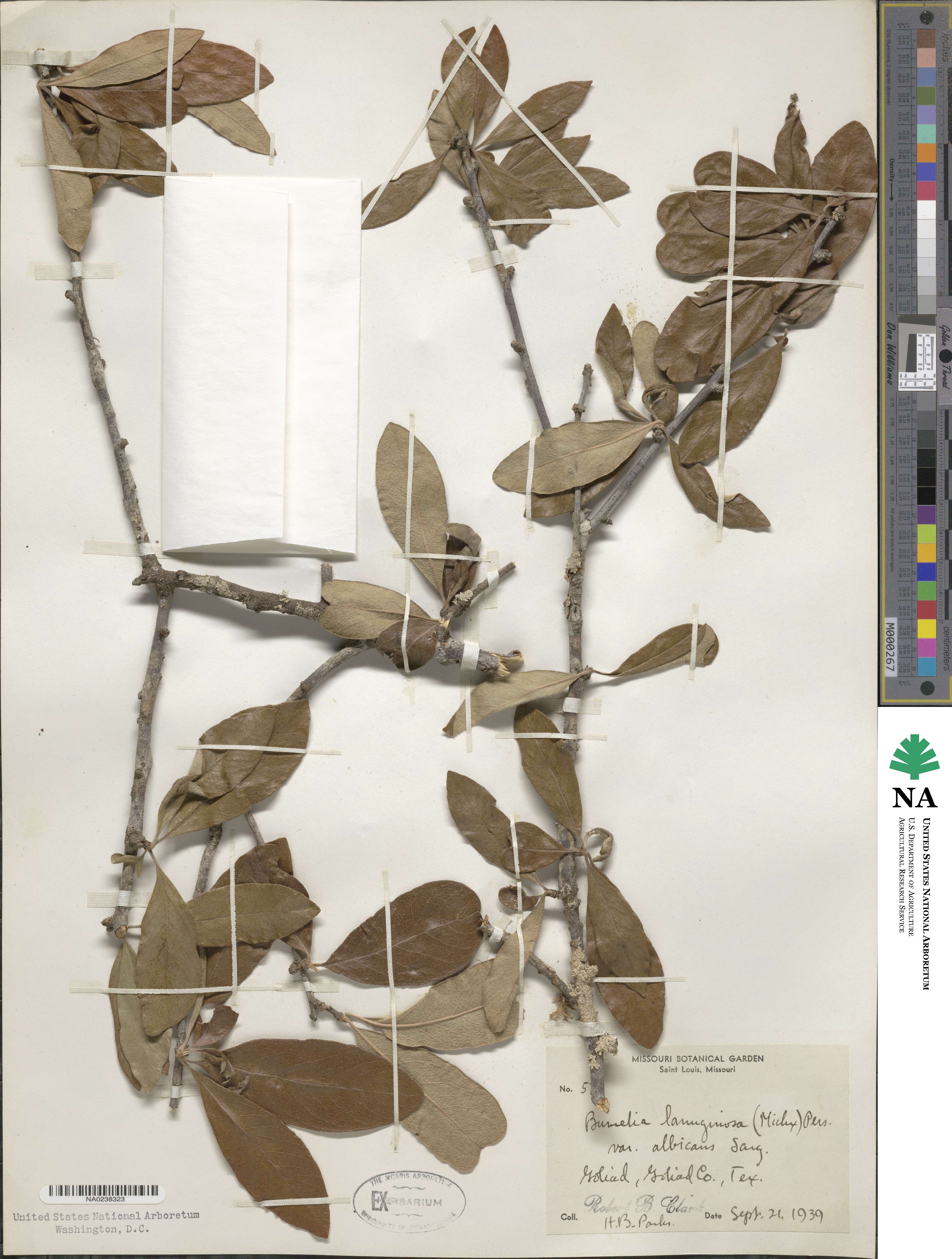 Sideroxylon lanuginosum subsp. lanuginosum image