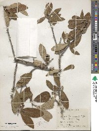 Sideroxylon lanuginosum subsp. lanuginosum image