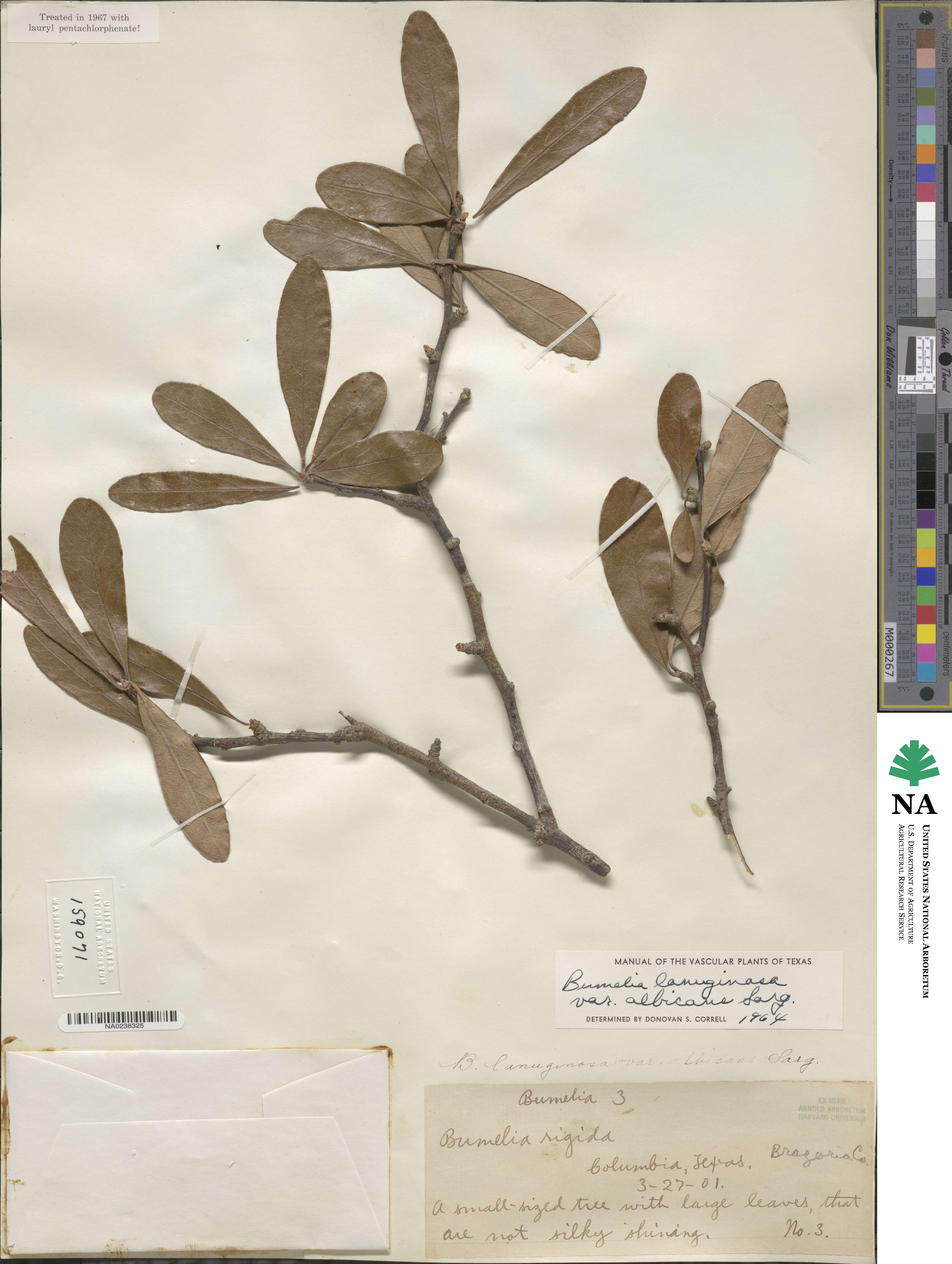 Sideroxylon lanuginosum subsp. lanuginosum image