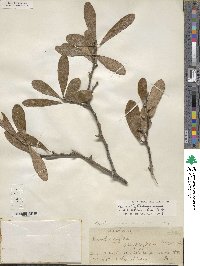 Sideroxylon lanuginosum subsp. lanuginosum image