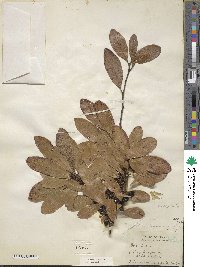 Sideroxylon lanuginosum subsp. lanuginosum image