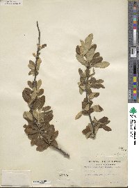 Sideroxylon lanuginosum subsp. lanuginosum image