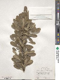 Sideroxylon lanuginosum subsp. lanuginosum image