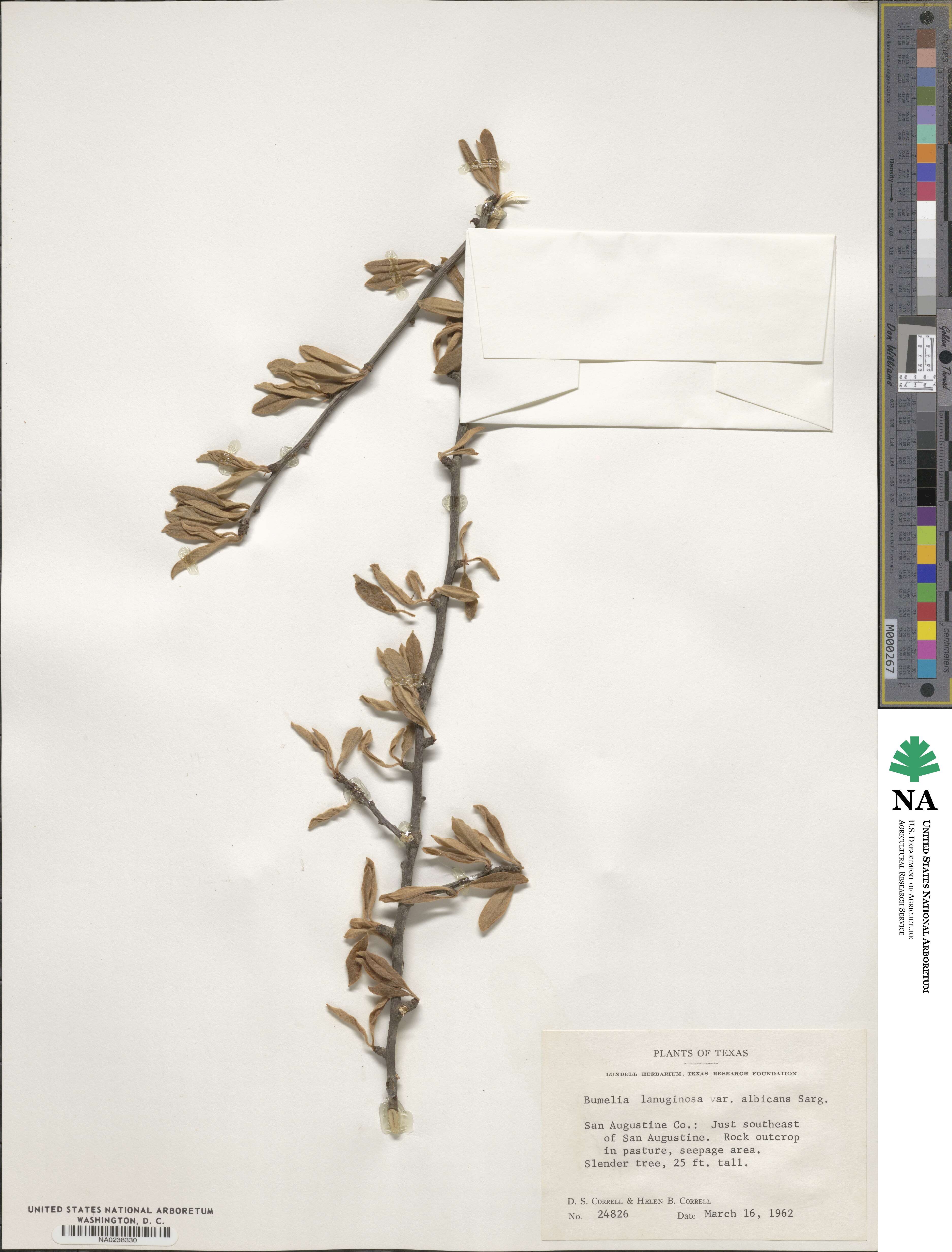 Sideroxylon lanuginosum subsp. lanuginosum image