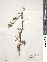 Sideroxylon lanuginosum subsp. lanuginosum image