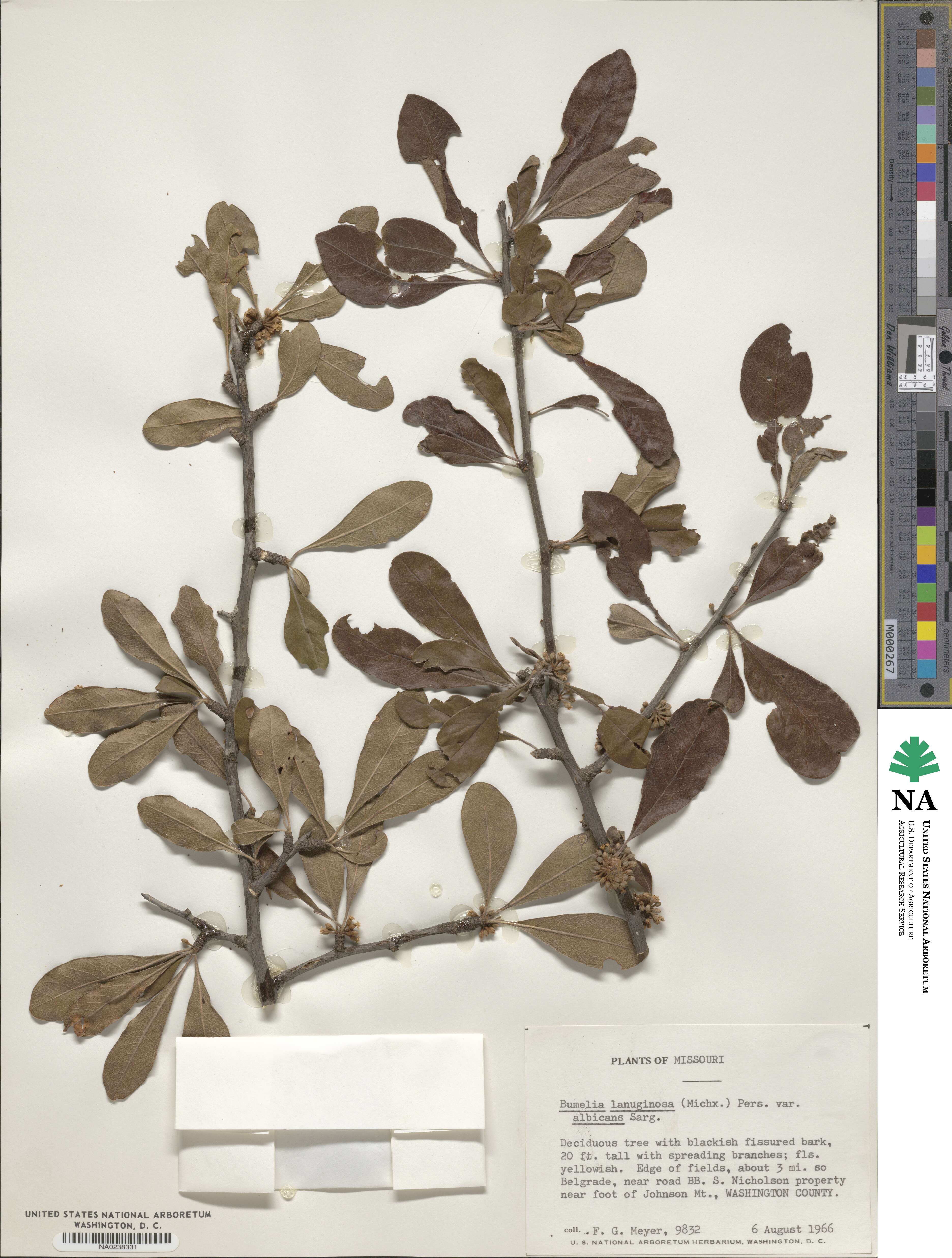 Sideroxylon lanuginosum subsp. lanuginosum image