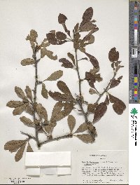 Sideroxylon lanuginosum subsp. lanuginosum image