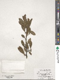 Sideroxylon lanuginosum subsp. oblongifolium image