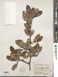 Sideroxylon lanuginosum image