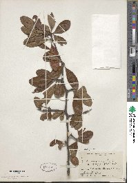 Sideroxylon lanuginosum subsp. oblongifolium image