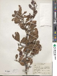 Sideroxylon lanuginosum subsp. oblongifolium image