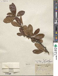 Sideroxylon lanuginosum image