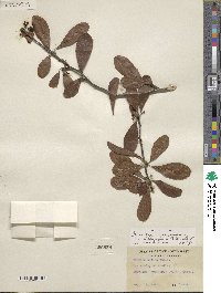 Sideroxylon lanuginosum image