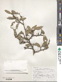 Sideroxylon lanuginosum image