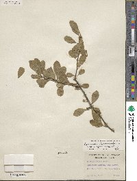 Sideroxylon lanuginosum subsp. rigidum image