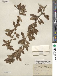 Sideroxylon lanuginosum subsp. rigidum image