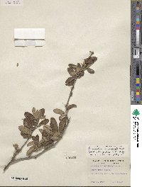 Sideroxylon lanuginosum subsp. rigidum image