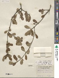 Sideroxylon lanuginosum subsp. rigidum image