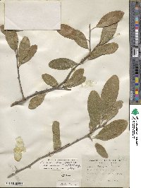 Sideroxylon lanuginosum subsp. rigidum image