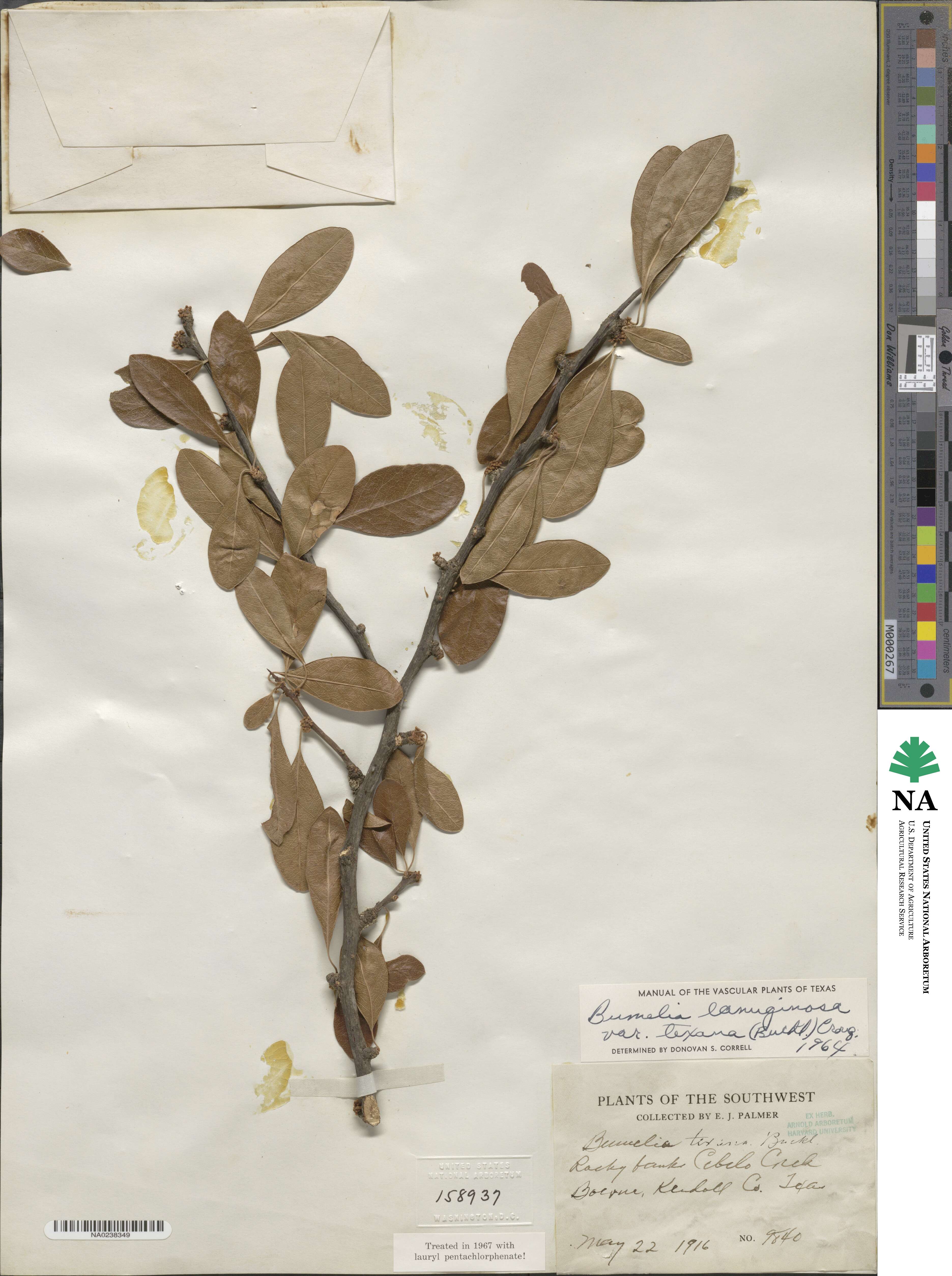 Sideroxylon lanuginosum subsp. rigidum image