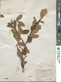 Sideroxylon lanuginosum image