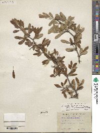 Sideroxylon lanuginosum subsp. rigidum image