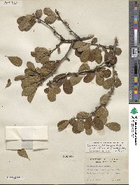 Sideroxylon lanuginosum subsp. rigidum image