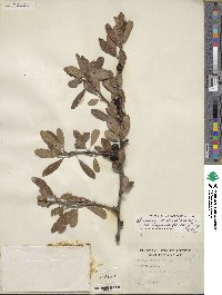 Sideroxylon lanuginosum subsp. rigidum image