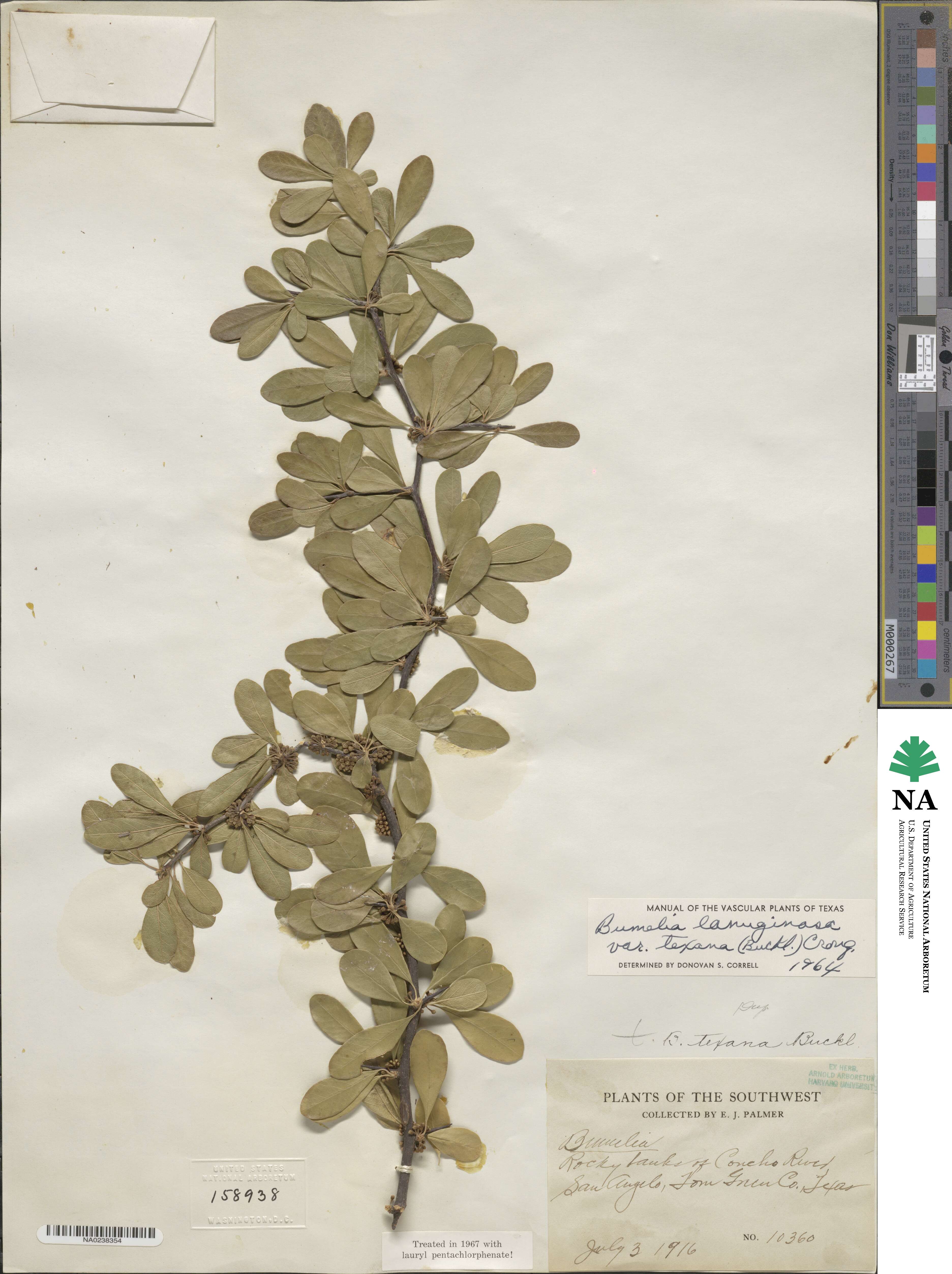 Sideroxylon lanuginosum subsp. rigidum image