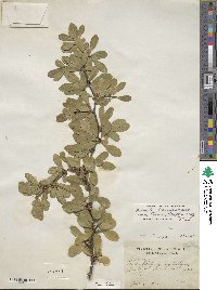 Sideroxylon lanuginosum image