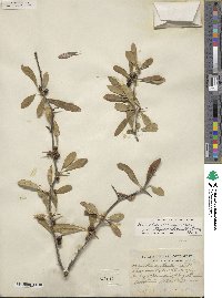 Sideroxylon lanuginosum image