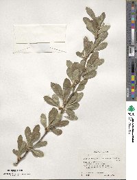 Sideroxylon lanuginosum image