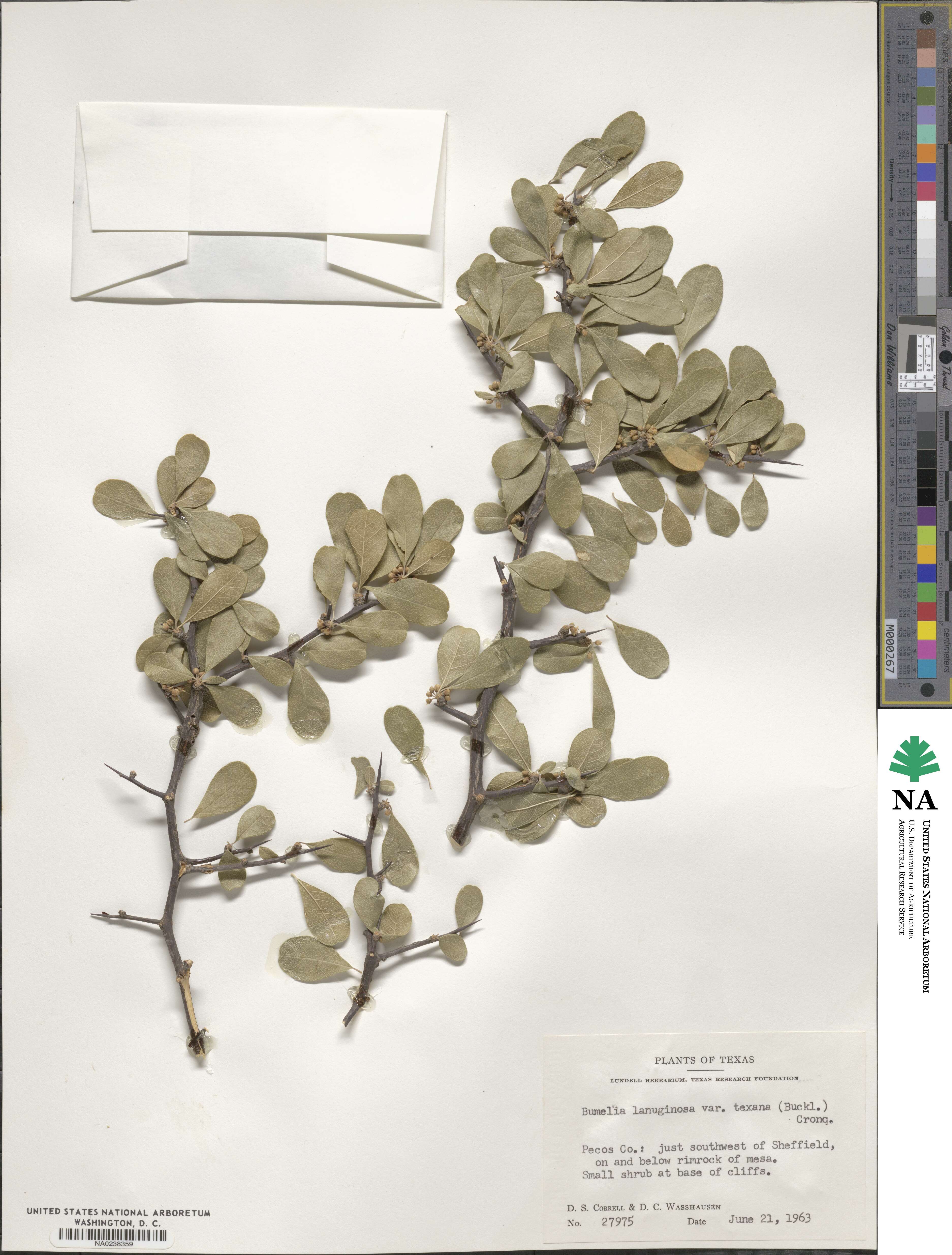 Sideroxylon lanuginosum subsp. rigidum image