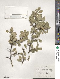 Sideroxylon lanuginosum subsp. rigidum image