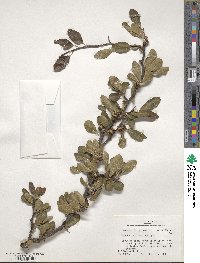 Sideroxylon lanuginosum subsp. rigidum image