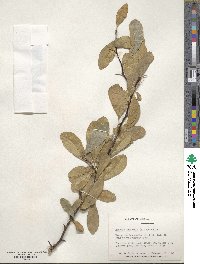 Sideroxylon lycioides image