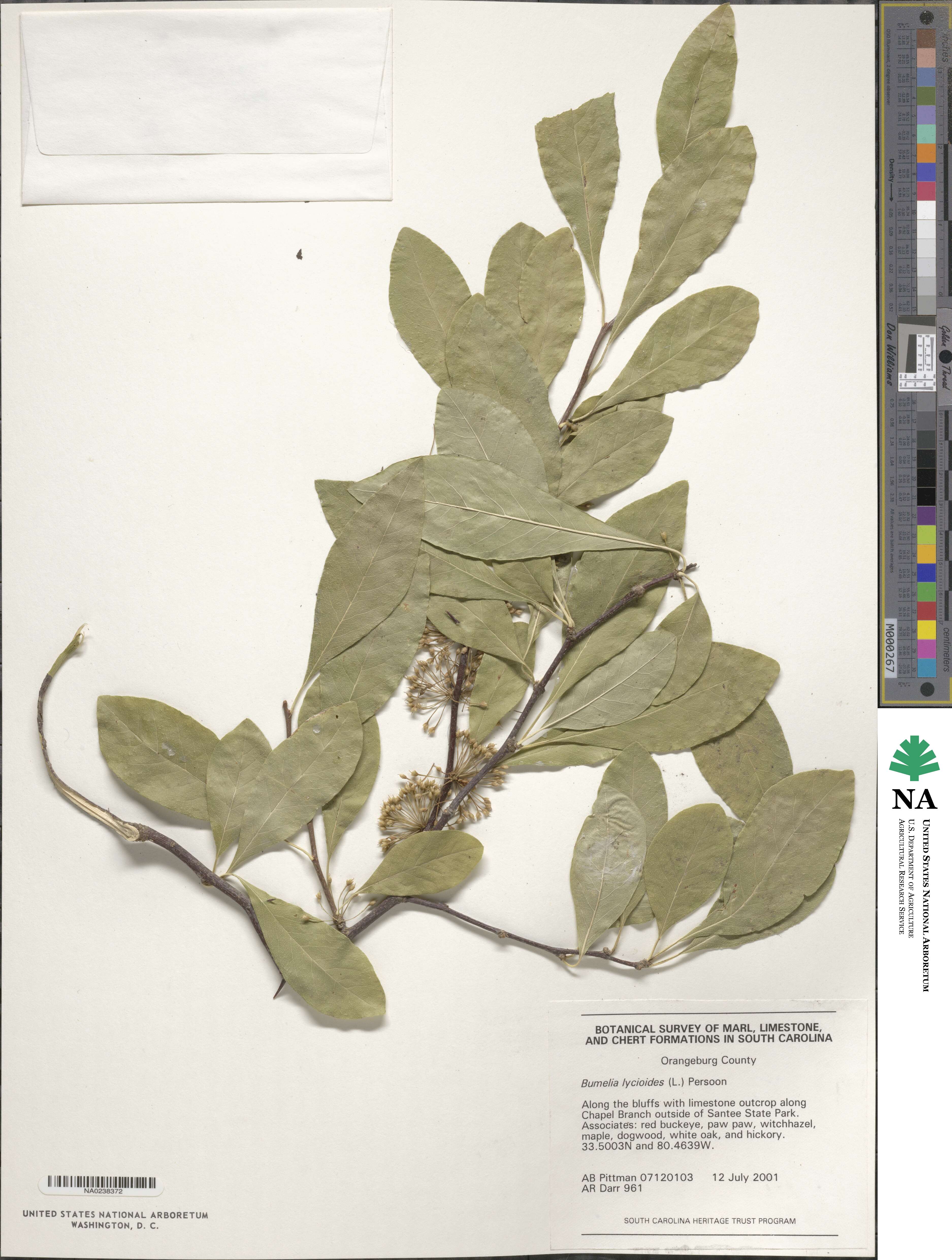 Sideroxylon lycioides image