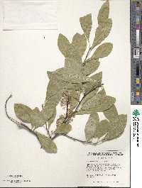 Sideroxylon lycioides image