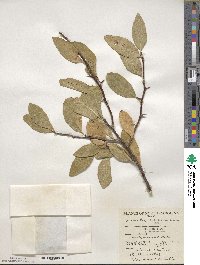 Sideroxylon lycioides image