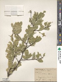 Sideroxylon lycioides image