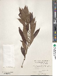 Sideroxylon salicifolium image