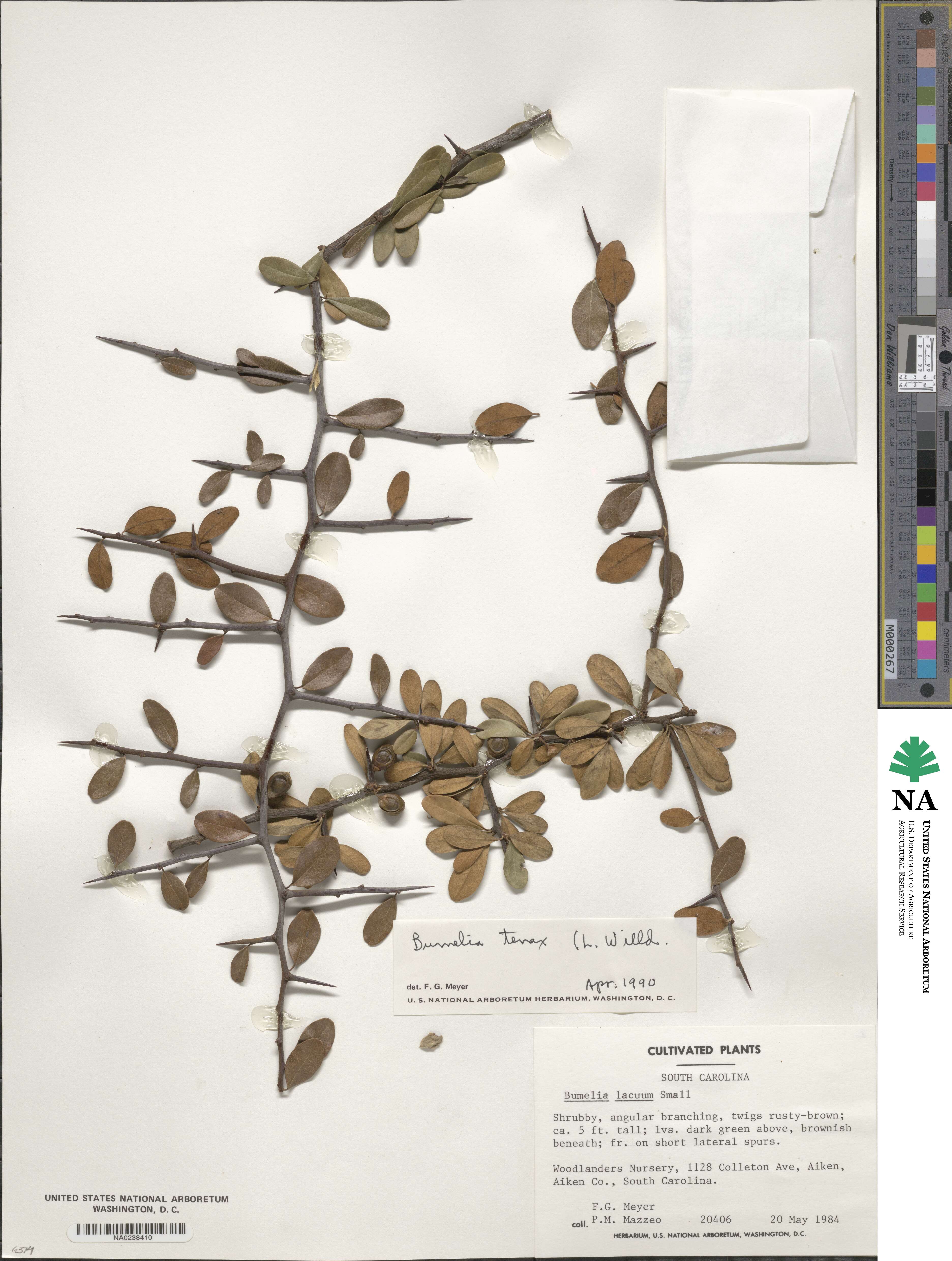 Sideroxylon tenax image