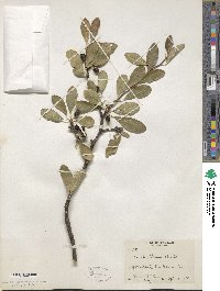 Sideroxylon lanuginosum subsp. rigidum image