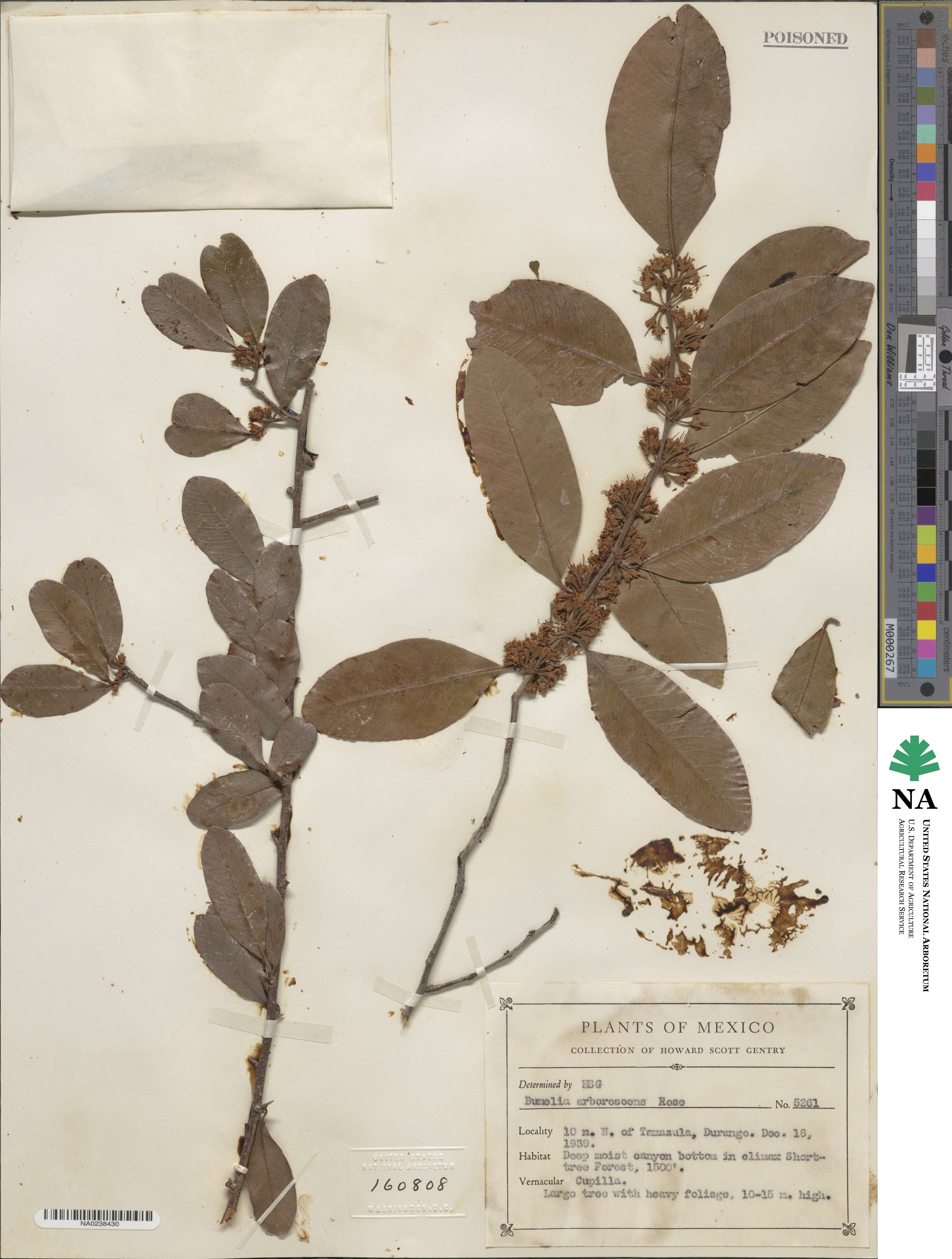 Sideroxylon persimile subsp. subsessiliflorum image