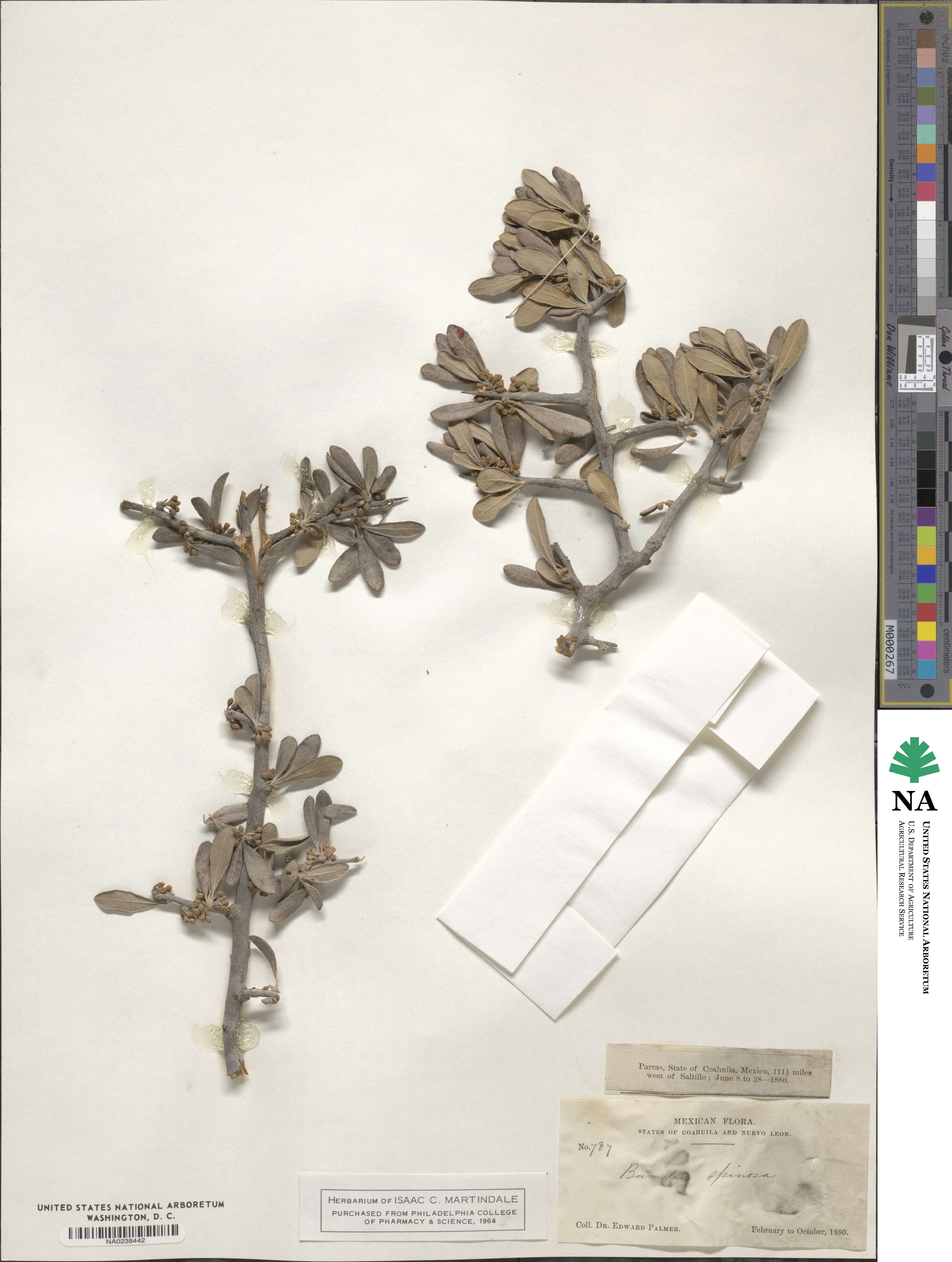 Bumelia spinosa image