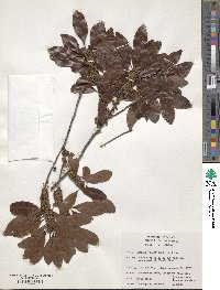 Sideroxylon salicifolium image