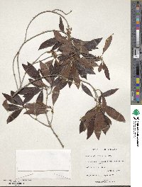 Sideroxylon salicifolium image