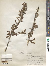 Sideroxylon obtusifolium subsp. obtusifolium image